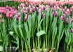 Tulipa San Martin ® (1)